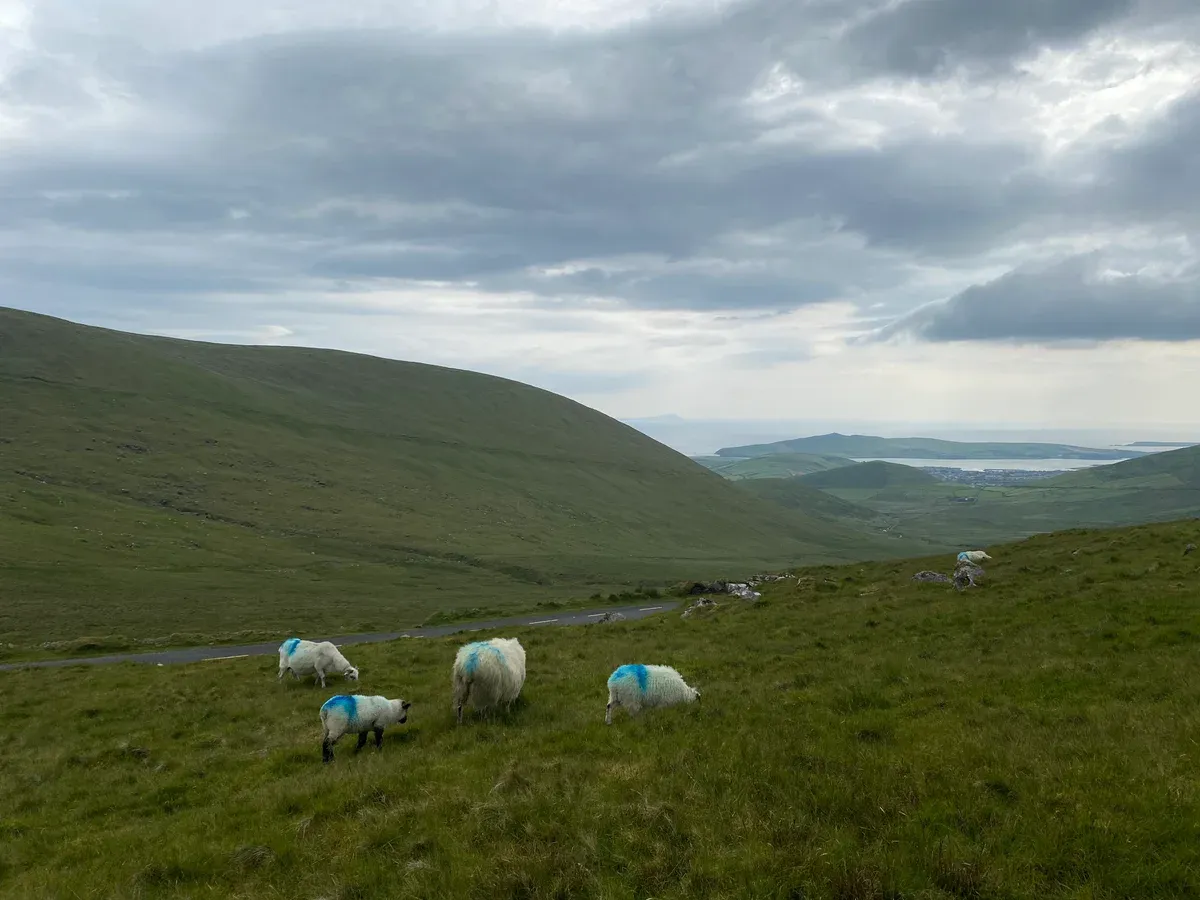 The Conor Pass road above the Dingle Peninsula on a self-drive Ireland tour