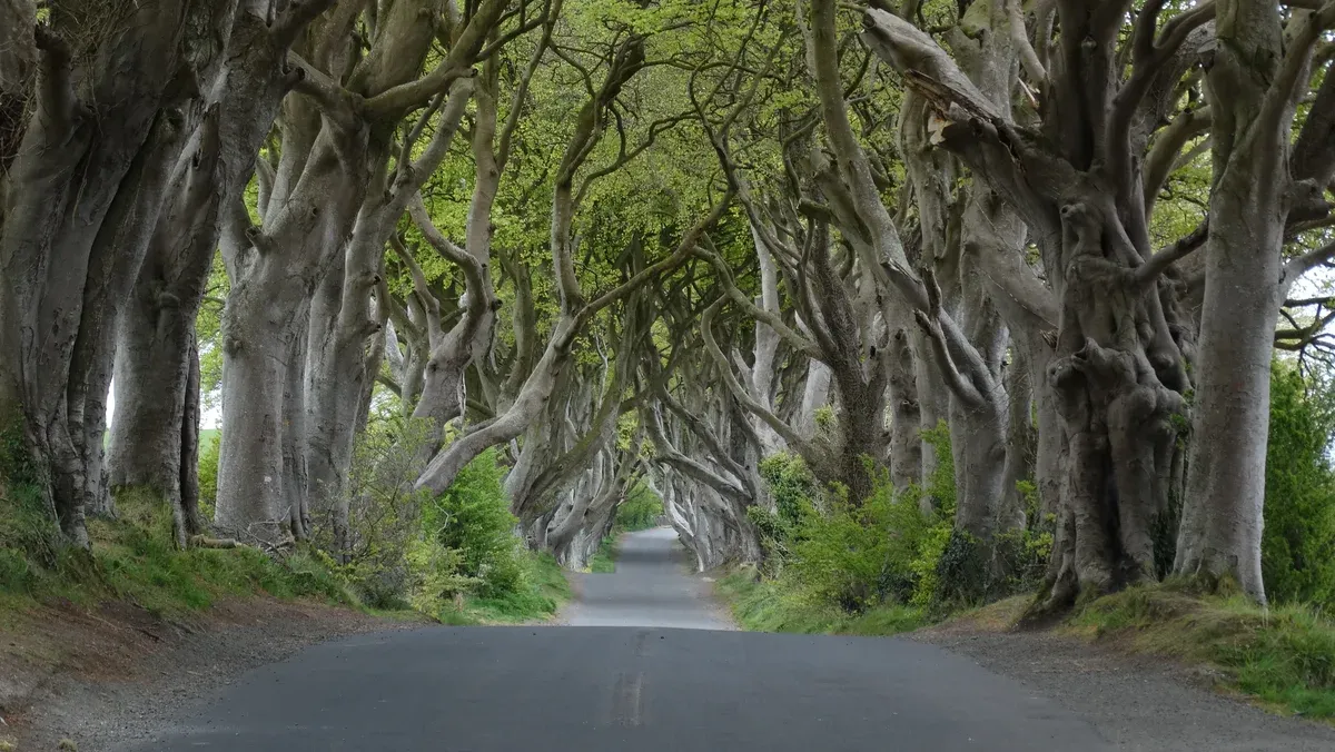 The Dark Hedges beech avenue in County Antrim on an Ireland tour from Dublin